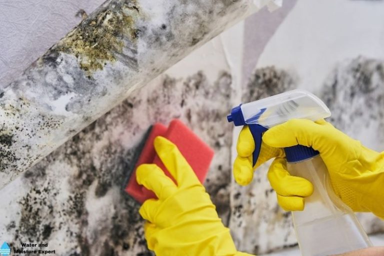 Mold after water damage. Tips from a professional