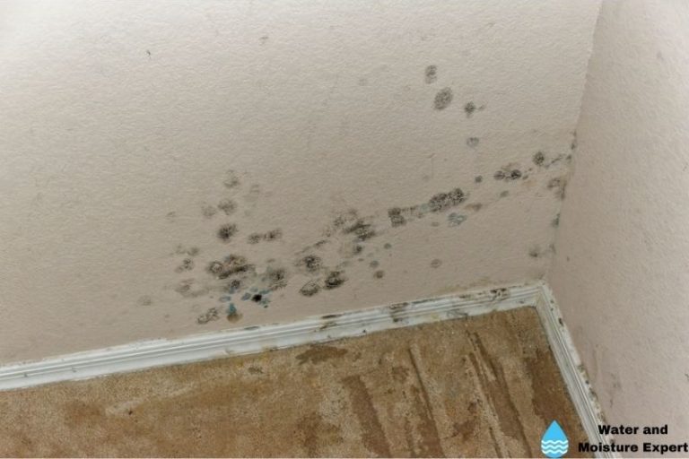 Water Damage And Mold. Tips from professionals