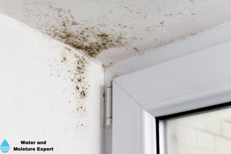 How fast can Mold grow? Tips from Professional