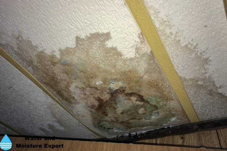 Mold After Water Damage. Tips From Professionals